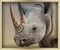 Rhino